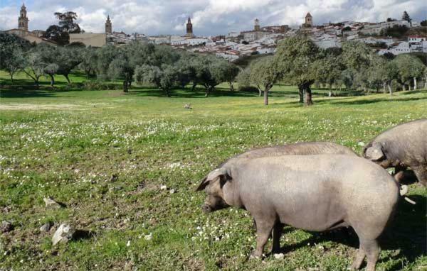 赫雷斯德洛斯卡瓦列罗斯Buhardilla Rustica Mirando A Santa Catalina公寓 外观 照片